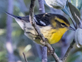 Blackburnian Warbler